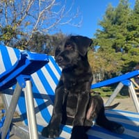 Jiji, chien à adopter