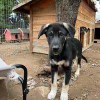 Sparky, chien à adopter