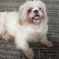 SASHA, chien à adopter