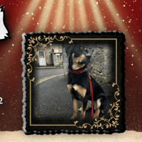 Tokyo, chienne à adopter