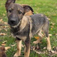 Aïka, chienne à adopter