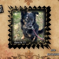 Marley, chien à adopter