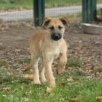 Abby, chienne à adopter