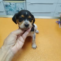 APPY la pitchoune, chienne à adopter