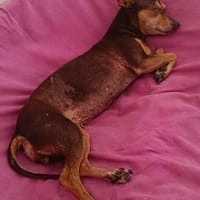 DAISY la belle chihuahua, chienne à adopter