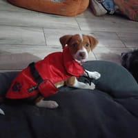 LEVA, chienne à adopter