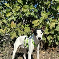 RISITAS, chien à adopter