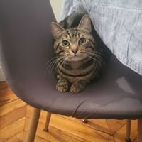 Awaxe, chat à adopter