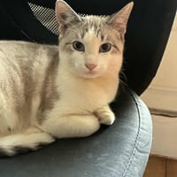 Saïka, chatte à adopter