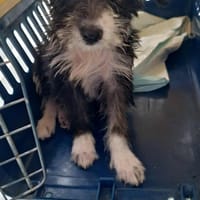 ALYA la douce, chienne à adopter