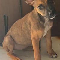 TANINA la malicieuse, chienne à adopter