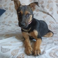 ABBY, chienne à adopter