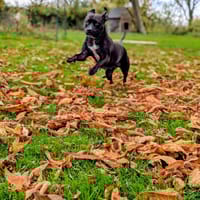 Paty, la créole en Normandie, chienne à adopter