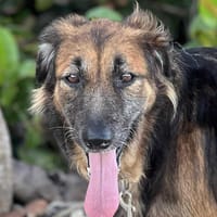 Bobby, un créole qui cherche sa famille, chien à adopter