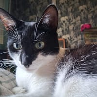 DOUCETTE, chatte à adopter