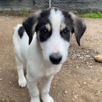 woo, chien à adopter