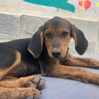 thais, chienne à adopter
