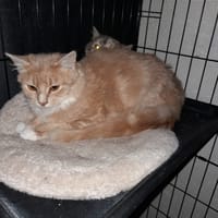 Soleil chaton mâle poils longs, chat à adopter