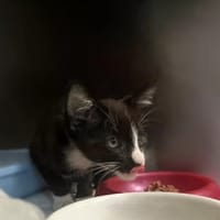 Lesio, kot do adopcji