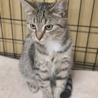 Małgosia, kotka do adopcji