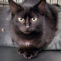 Salem, kot do adopcji