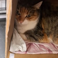 Izolda, kotka do adopcji