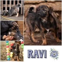 RAVI * hinreißender Prinz vom Hof, Hund zur Adoption