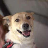 GINA - ein Sonnenschein!, Hündin zur Adoption