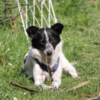 ALICE - sucht ihr Wunderland!, Hündin zur Adoption