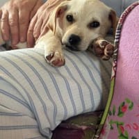 Enja kleines Hündchen mit großen Herz, Hündin zur Adoption