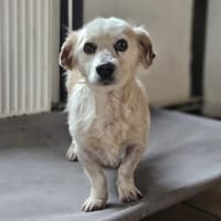 AMIGO - sehnt sich nach Kuscheleinheiten, Hund zur Adoption