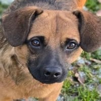 HARRY möchte die Welt erkunden, Hund zur Adoption