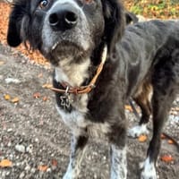 Pina auf der Suche nach Liebe / 82284, Hündin zur Adoption