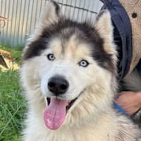 BLOSSOM - lieb und wunderschön, Hündin zur Adoption