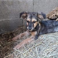 💕Jemma💕 sucht ihr großes Glück ❤🐾, Hündin zur Adoption