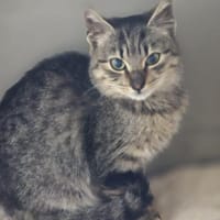 💕Marie💕sucht ihr Glück 💕🐾, Katze zur Adoption