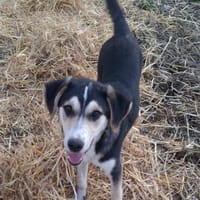 Matti wünscht sich eine Familie, Hund zur Adoption