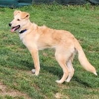 LANA eine bezaubernde junge Dame, Hündin zur Adoption