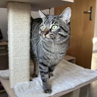 Marley - Einzelkatze mit Garten/Freigang, Kater zur Adoption