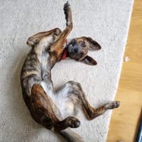 Yara sucht geduldiges Zuhause, Hündin zur Adoption