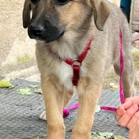 Friederike ein kleiner süßer Schatz ..., Hündin zur Adoption