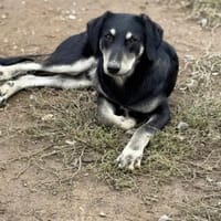 Finley sucht sein Für-immer-Zuhause 💙🐾, Hund zur Adoption