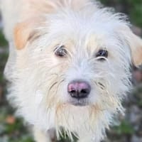 LARA 2 sucht Familienanschluss, Hündin zur Adoption