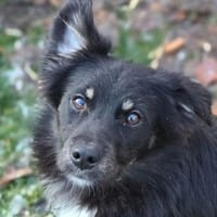 Kleiner SIMON sucht Zuhause, Hund zur Adoption