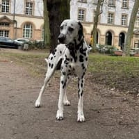 Notfall - Elvis sucht Dauerpflegestelle, Hund zur Adoption