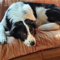 PINO 💕- aktiver junger Hund, Hund zur Adoption