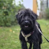 Zoe - wartet in 33154 Salzkotten, Hündin zur Adoption