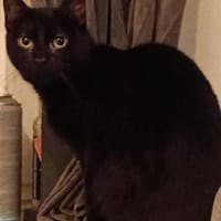 Legolas- kennt Hunde/ Katzen, Kater zur Adoption