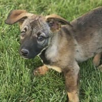 Emma 35 cm 4-5 mon., Hündin zur Adoption