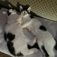 Maikätzchen  Anni und Casimir, Kater zur Adoption